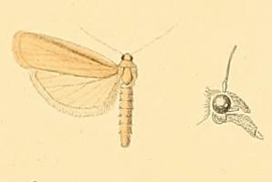 Aphomia sabella